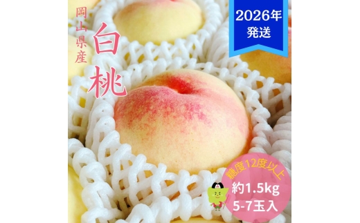 【2026年先行受付】 白桃 特秀 ロイヤル 中玉 約1.5kg(5～7玉)岡山県産 桃 もも モモ 御中元 ギフト 御礼 プレゼント 御礼 御祝 御供 果物 くだもの フルーツ [№5735-3353]