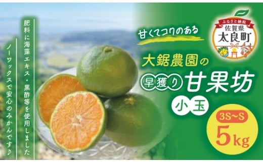 大鋸農園の早穫り甘果坊(小玉)5kg みかん 蜜柑 太良みかん 温州みかん 果物 フルーツ 甘い 早穫り 柑橘 ノーワックス 果実 くだもの 柑橘類 佐賀県 太良町