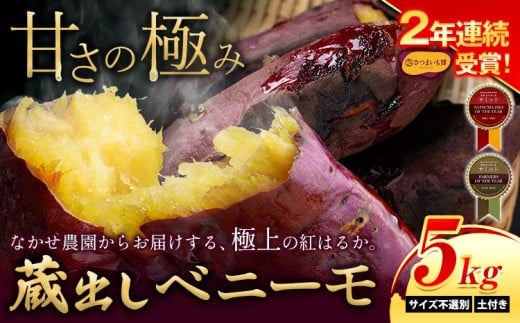 さつまいも 芋 紅はるか 熊本県 大津町産 なかせ農園 の蔵出しベニーモ 選べる 約 5kg (大中小サイズ不揃い)[10月末-12月末頃出荷予定] さつまいも さつま芋 芋 紅 はるか スイート ポテト 干し芋にも 特産品 SDGs 中瀬農園 さつまいも サツマイモ 紅はるか イモ いも