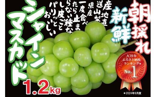山梨県大月市のふるさと納税 【2026年収穫分先行予約】 シャインマスカット 1.2kg ＼山梨県産 国産 ／ 特選 おすすめ 人気 予約 ギフト 産地直送 ぶどう 葡萄 果物 フルーツ くだもの シャイン マスカット お届け 贈答 新鮮 さんちゃんファーム