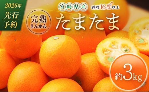 ≪先行予約≫ 宮崎県産 完熟きんかん「たま