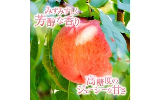 山梨県甲州市のふるさと納税 【定期便】年3回お届け 本場の美味しさを味わう甲州市のフルーツ 桃約2kg 巨峰1.5kg以上 シャインマスカット1.2kg以上 合計約4.7kg【2026年発送】（MRN）D-185 【桃 シャインマスカット 巨峰 葡萄 ぶどう 令和8年発送 期間限定 山梨県産 甲州市 フルーツ 果物】