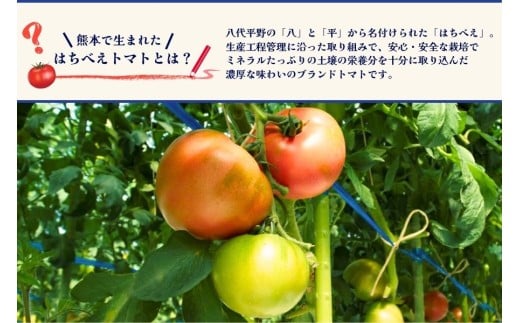 八代のミネラル豊富な土壌で育つ「はちべえトマト」は濃厚な味わいです。