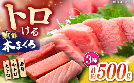 本まぐろ 大トロ 中トロ 赤身 合計約500g [株式会社 七和] / まぐろ 鮪 赤身 あかみ トロ 中トロ 大トロ 刺身 さしみ まぐろトロ まぐろ赤身 高級 セット 本鮪 冷凍 海鮮 魚介 魚 柵 高知県 高知市 養殖 [ATAX030]