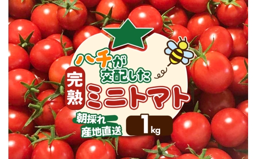 《先行受付》8月上旬～9月下旬発送 ミニトマト 1kg 秋田県 由利本荘市 2171533 - 秋田県由利本荘市