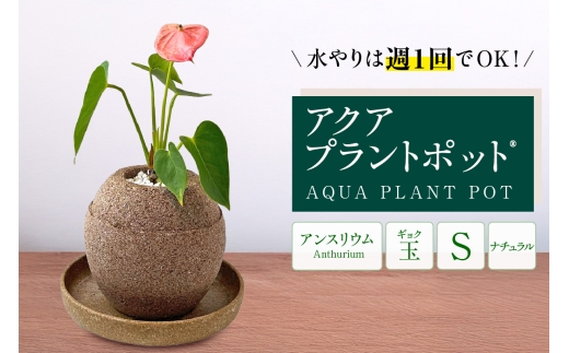 アクアプラントポット®　玉Ｓ 植木鉢　アンスリウム（2087）