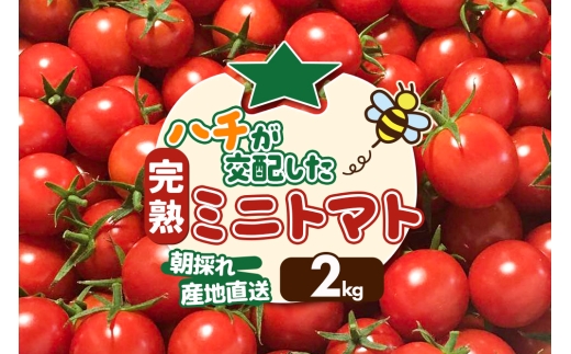 《先行受付》8月上旬～9月下旬発送 ミニトマト 2kg 秋田県 由利本荘市 2171534 - 秋田県由利本荘市