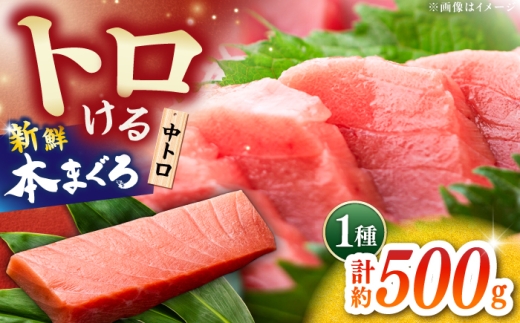 本まぐろ 中トロ 約500g [株式会社 七和] / まぐろ 鮪 トロ 中トロ 刺身 さしみ まぐろトロ 本鮪 冷凍 海鮮 魚介 魚 柵 高級 高知県 高知市 養殖 [ATAX028]