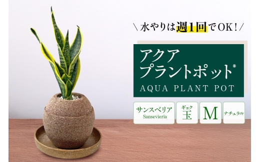 アクアプラントポット®　玉Ｍ 植木鉢サンスベリア（2134）