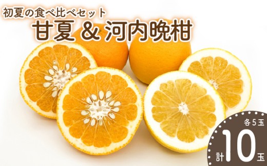 【先行予約】初夏の食べ比べセット~甘夏&河内晩柑~(各5玉) | 柑橘 かんきつ 甘夏 河内晩柑 フルーツ 果物 期間限定 【2026年4月下旬頃から発送予定】愛媛県 松山市 ココオ Koko'o 2215494 - 愛媛県松山市
