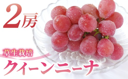 クイーンニーナ ご贈答品  大房2房（月、火、金曜日発送限定。発送日、発送曜日指定不可） 1401910 - 長野県東御市
