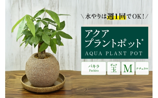 アクアプラントポット®　玉Ｍ 植木鉢　パキラ（2095）