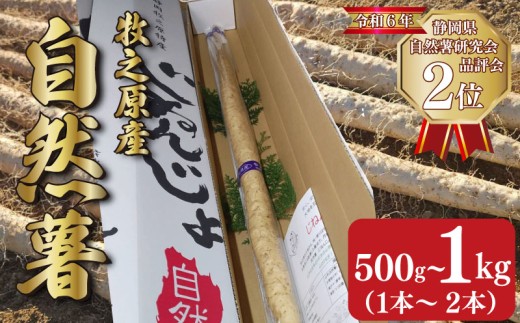 [ 予約受付 ]自然薯 500g ~ 1kg 1本 ~ 2本 じねんじょ 山芋 ヤマイモ 山いも とろろ とろろ汁 国産 滋養強壮 強壮 とろろご飯 ご飯のお供 健康 栄養 美味しい おいしい 自宅用 家庭用 贈答用 贈答 贈り物 ギフト プレゼント おすすめ オススメ 産地直送 農家直送 産直 直送 静岡県産 牧之原産 お土産 とろろごはん やまいも 野菜 芋 やまあい農園 静岡県 牧之原市
