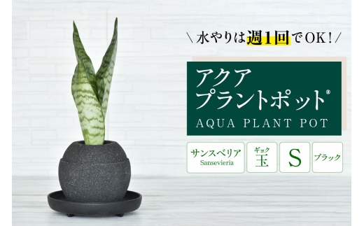 アクアプラントポット®　玉Ｓ（ブラック） 植木鉢　サンスベリア（2086）