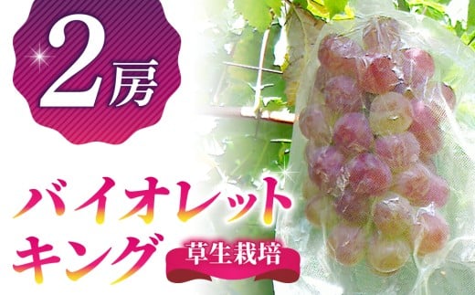 バイオレットキング 2房　希少種（月、火、金曜日発送限定。発送日、発送曜日指定不可） 1401327 - 長野県東御市