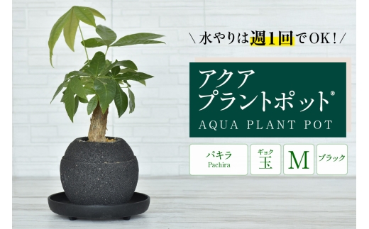 アクアプラントポット®　玉Ｍ（ブラック） 植木鉢　パキラ（2094）