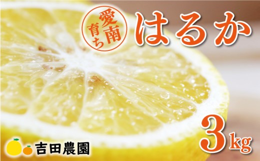 はるか 3kg 7000円 みかん 国産 産地直送 農家直送 期間限定 数量限定 ビタミン 特産品 人気 限定 さわやか 甘い フルーツ 果物 果実 柑橘 蜜柑 糖度 果樹園 おいしい 愛媛 みかん ブランド オレンジ 大小 サイズ ミックス ゼリー ジュース ハニーレモン 風味 スマイルカット 愛南町 愛媛県 吉田農園
