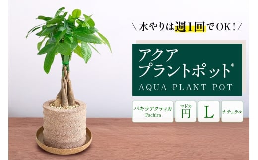 アクアプラントポット®　円Ｌ 植木鉢パキラ