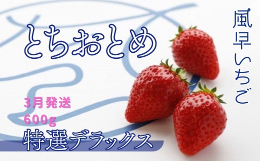 【3月発送】いちご とちおとめ特選デラックス　10～22粒×1箱（2パック） 苺 イチゴ とちおとめ 選べる 発送月 発送回数 個数 いちご「とちおとめ」風早いちご園 有名ホテル使用 厳選 フルーツ 果物 季節限定 甘い 濃厚 ジューシー 新鮮 1箱 送料無料 ギフト 贈答 茨城県 鉾田市 野菜王国 予約受付 517366 - 茨城県鉾田市