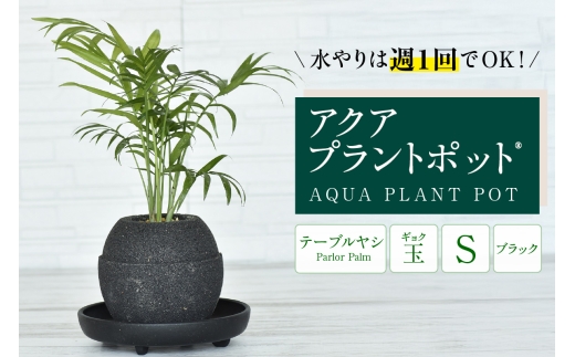 アクアプラントポット®　玉Ｓ（ブラック） 植木鉢　テーブルヤシ（2088） 1999245 - 愛知県知立市