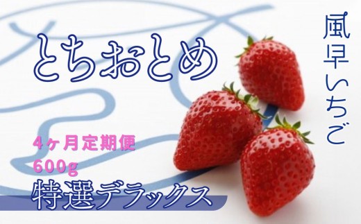 【4ヶ月定期便】いちご とちおとめ特選デラックス（10～22粒）1箱×4回 苺 イチゴ とちおとめ 選べる 発送月 発送回数 個数 いちご「とちおとめ」風早いちご園 有名ホテル使用 厳選 フルーツ 果物 季節限定 甘い 濃厚 ジューシー 新鮮 1箱 送料無料 ギフト 贈答 茨城県 鉾田市 野菜王国 予約受付