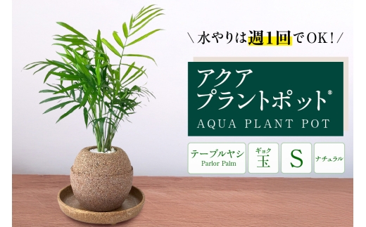 アクアプラントポット®　玉Ｓ 植木鉢テーブルヤシ（2129）