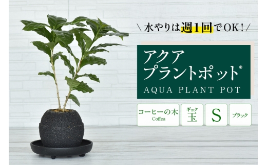 アクアプラントポット®　玉Ｓ（ブラック） 植木鉢　コーヒーの木（2089）