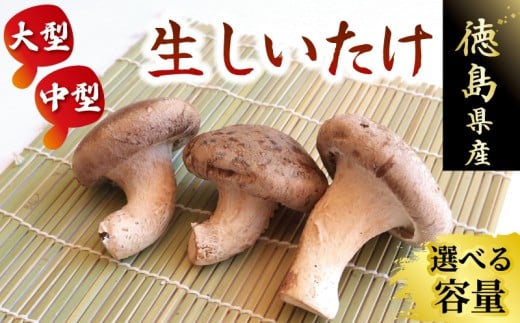 きのこ しいたけ 2kg 程度 選べる容量 大型 6パック / 中型 10袋 キノコ 椎茸 ステーキ 生しいたけ 生 シイタケ 大ぶり だし ダシ 焼きしいたけ 肉詰め 鍋 味噌汁 スープ 野菜 新鮮 旬 食べ応え 厚い 肉厚 うまみ セット 菌床しいたけ 大西農園 徳島県 三好市