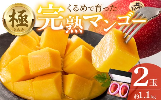 [2026年6月以降お届け]極 完熟マンゴー(2玉:約1.1kg)_完熟マンゴー 2玉 約 1.1kg 久留米産 平均糖度 17度〜18度 完熟 マンゴー 国産 フルーツ トロピカルフルーツ 果物 デザート 冷蔵 クール便 お取り寄せ お取り寄せフルーツ 福岡県 久留米市 送料無料_Fm018