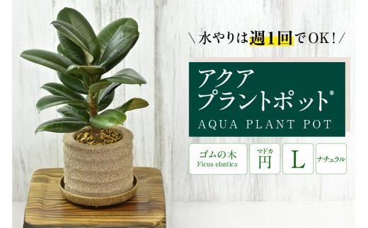 アクアプラントポット®　円Ｌ 植木鉢　ゴムの木（2103）
