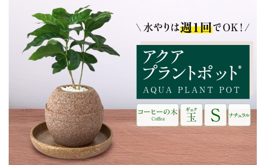 アクアプラントポット®　玉Ｓ 植木鉢コーヒーの木（2128）