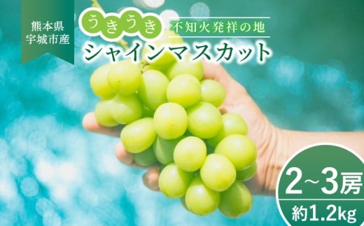 シャインマスカット うきうき シャインマスカット 2〜3房 約1.2kg [2025年7月下旬より順次発送] ぶどう 果物 大粒 高級 ブドウ 葡萄 マスカット 宇城市産 熊本県産 九州産 国産 冷蔵 不知火発祥の地