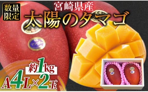 数量限定【2026年発送】＜宮崎県産 太陽のタマゴ A等級 4Lサイズ×2玉（合計約1kg）＞2026年4月上旬～6月末迄に順次出荷【 果物 青果 フルーツ 太陽のタマゴ 太陽のたまご 完熟マンゴー マンゴ― 期間限定 先行予約 ギフト 贈答用 送料無料 】