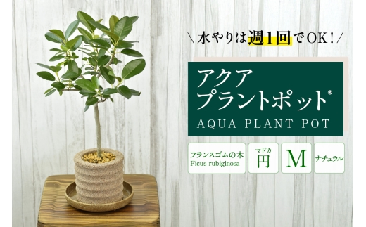 アクアプラントポット®　円Ｍ 植木鉢　フランスゴムの木（2101）