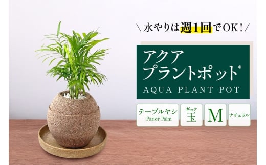 アクアプラントポット®　玉Ｍ 植木鉢テーブルヤシ（2133） 1475265 - 愛知県知立市