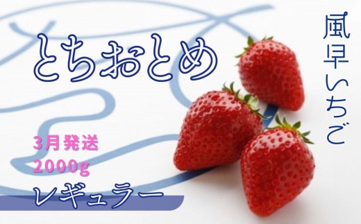 【3月発送】いちご とちおとめレギュラー 250g×8パック 苺 イチゴ とちおとめ 選べる 発送月 発送回数 個数 いちご「とちおとめ」風早いちご園 有名ホテル使用 厳選 フルーツ 果物 季節限定 甘い 濃厚 ジューシー 新鮮 2箱 送料無料 ギフト 贈答 茨城県 鉾田市 野菜王国 予約受付 1547497 - 茨城県鉾田市