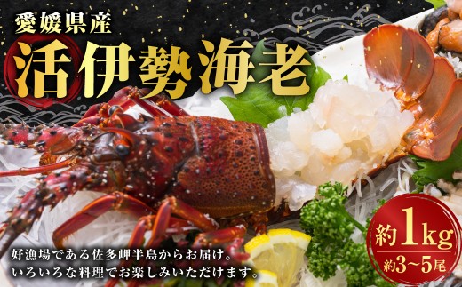 伊勢海老 1kg以上 (846)