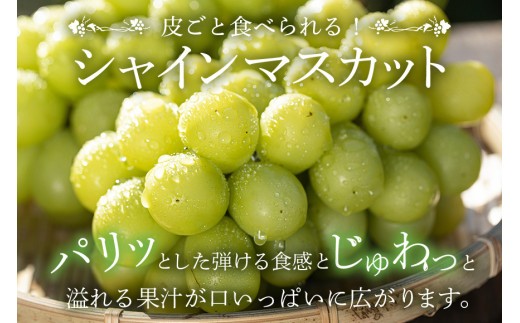 茨城県石岡市のふるさと納税 【 2025年 先行予約 】 シャインマスカット 700～800g 石田ぶどう園 1房 種なし ぶどう ブドウ 国産 果物 くだもの 大粒 葡萄 種無し フルーツ 9月 10月 発送 秋 旬 品種 茨城県産 産地直送 産直 農家直送 冷蔵 茨城県 石岡市 (A02-006)