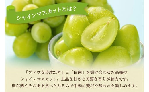 茨城県石岡市のふるさと納税 【 2025年 先行予約 】 シャインマスカット 700～800g 石田ぶどう園 1房 種なし ぶどう ブドウ 国産 果物 くだもの 大粒 葡萄 種無し フルーツ 9月 10月 発送 秋 旬 品種 茨城県産 産地直送 産直 農家直送 冷蔵 茨城県 石岡市 (A02-006)