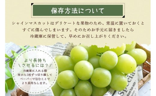 茨城県石岡市のふるさと納税 【 2025年 先行予約 】 シャインマスカット 700～800g 石田ぶどう園 1房 種なし ぶどう ブドウ 国産 果物 くだもの 大粒 葡萄 種無し フルーツ 9月 10月 発送 秋 旬 品種 茨城県産 産地直送 産直 農家直送 冷蔵 茨城県 石岡市 (A02-006)