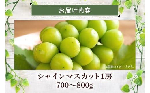 茨城県石岡市のふるさと納税 【 2025年 先行予約 】 シャインマスカット 700～800g 石田ぶどう園 1房 種なし ぶどう ブドウ 国産 果物 くだもの 大粒 葡萄 種無し フルーツ 9月 10月 発送 秋 旬 品種 茨城県産 産地直送 産直 農家直送 冷蔵 茨城県 石岡市 (A02-006)