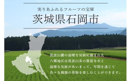 茨城県石岡市のふるさと納税 【 2025年 先行予約 】 シャインマスカット 700～800g 石田ぶどう園 1房 種なし ぶどう ブドウ 国産 果物 くだもの 大粒 葡萄 種無し フルーツ 9月 10月 発送 秋 旬 品種 茨城県産 産地直送 産直 農家直送 冷蔵 茨城県 石岡市 (A02-006)