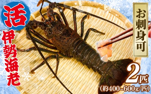 活 伊勢海老 2匹（1匹 400～600g） 計約1kg お刺身可 生食 刺身 産地直送 銚子港 水揚げ 国産 厳選 新鮮 絶品 鮮度 鮮度抜群 贅沢 お造り 味噌汁 天丼 エビマヨ 鬼瓦焼き グラタン 調理 料理 生簀 漁師 お取り寄せ 海鮮 イセエビ エビ 海老 魚介 魚介類 魚貝 魚貝類 甲殻類 海の幸 水産 ふるさと納税 送料無料 千葉県 銚子市 治吉水産 【8月10日以降順次発送予定】