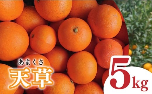 【2026年1月下旬から発送予定】天草 小玉 5kg 