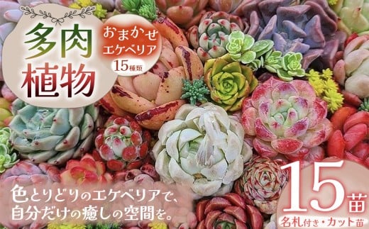 多肉植物 おまかせ エケベリア 15苗（抜き苗）| 選べる容量 多肉 植物 国産苗 抜き苗 初心者向け 育てやすい 観葉植物 インテリア プレゼント ギフト おしゃれ 彩り グラデーション 丈夫 簡単ケア おうち時間 癒し 栃木県 下野市
