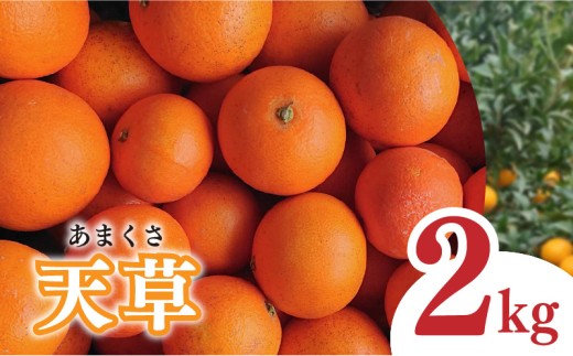 【2026年1月下旬から発送予定】天草 小玉 2kg 
