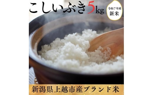令和7年度産　上越市産こしいぶき　5kg　新米　精米　新潟　米　新潟県　こしいぶき　限定　おすすめ 2226621 - 新潟県上越市