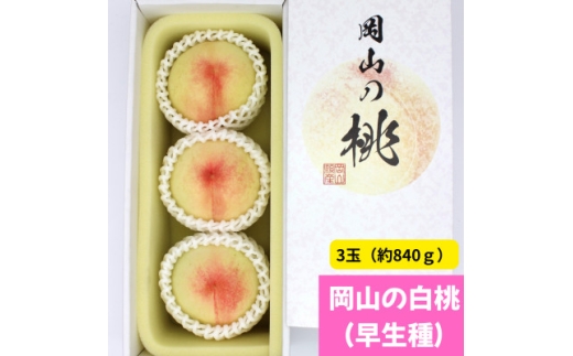 ＜2026年発送＞岡山の白桃(早生種)　大玉3玉(約840g)【1614301】 2226613 - 岡山県津山市