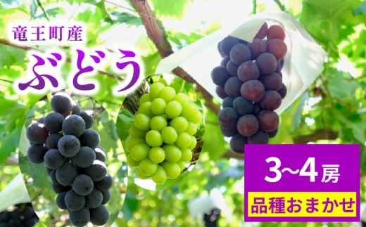 期間限定 ぶどう 3～4房 園主 おすすめ 詰め合わせ 葡萄 ブドウ マスカット 巨峰 シャインマスカット  デラウェア アーリースチューベン ベリーA サニールージュ ピオーネ シナノスマイル 安芸クイーン 甲斐美嶺 竜宝 高墨 数量限定 品種 おまかせ 数量限定 品種 夏 秋 フルーツ ふるーつ 果実 くだもの 竜王産 滋賀県 竜王町 送料無料 ふるさと納税 2229906 - 滋賀県竜王町