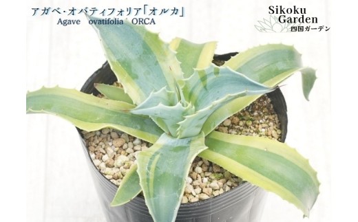 アガベ・オバティフォリア「オルカ」4号 四国ガーデン 人気 多肉植物 インテリア 観葉植物 グリーン リラックス | E18 2182559 - 愛媛県伊予市